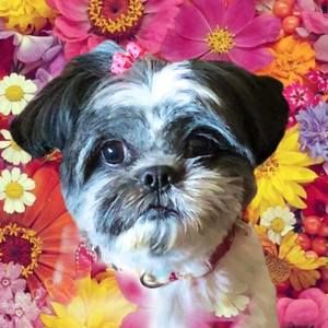 Meet your Posher, Brad